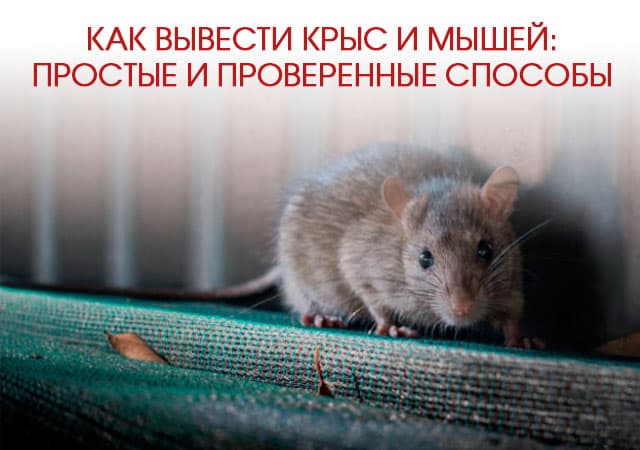 Как вывести крыс и мышей в Балашихе: простые и проверенные способы