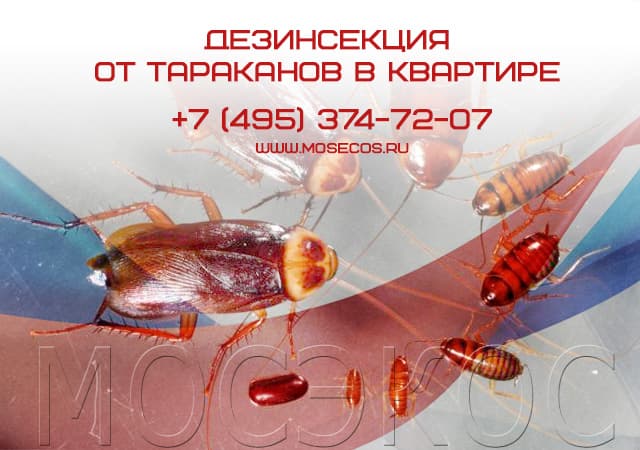 Дезинсекция от тараканов в квартире в Балашихе