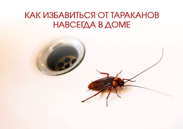 Как избавиться от тараканов в доме в Балашихе